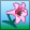 Pink Hybrid Lily