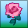 Pink Hybrid Rose