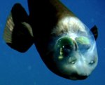 fish-transparent-head-2_21052_600x450.jpg