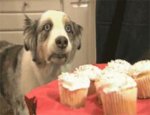 1243594993_cupcakedog-war-flashbacks.jpg