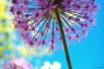 Favim.com-colorful-nature-photography-pretty-purple-dandelion-115633.jpg