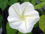 moonflower_by_maccool71.jpg