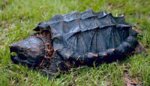 Alligator_snapping_turtle.jpg