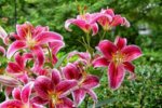 lily-stargazer-2.jpg