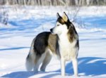 Siberian-Husky-dog.jpg