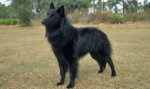 Belgian Sheepdog.jpg