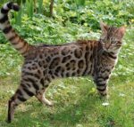 Bengal Cat.jpg