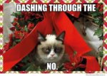 dashing-through-the-no-grumpy-cat-meme.jpg