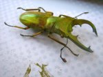 Golden-Stag-Beetle-Framed-Insect-Art-OOAK.jpg