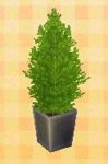 cypress-plant.jpg