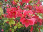 quince bush blossoms.jpg