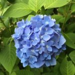 blue hydrangea.jpg