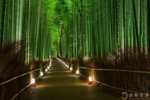 bamboo-forest-at-night.jpg