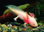 373_Axolotl_Ambystoma_mexicanum.e.jpg