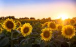 3_CATERS_SUNFLOWERS_UNDER_MILKY_WAY_06-800x498.jpg