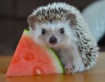 4abbcd2ec7fca96f212708c6ca4a3bec--watermelon-slices-cute-hedgehog.jpg