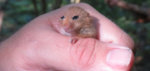 Dormice-young.jpg