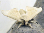 SilkMoth.jpg