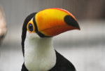 toucan3.jpg