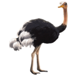 ostrich_PNG5.png