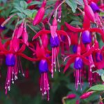 muda_da_flor_brinco_de_princesa_fuchsia_hybrida_36_1_20190611093634.jpg