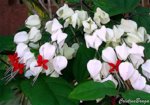 lagrima-de-cristo-clerodendrum-thonson-1-1.jpg