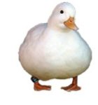 duckmoji.jpg