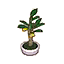 Holly_Bonsai_HHD_Icon.png