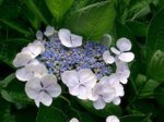 hydrangea1.jpg