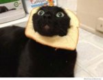 breading-cats-2.jpg