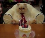 catbirthdaygif.jpg