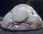 blobfish.jpg