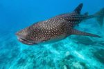 whale-shark_1_9412.jpg