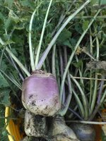 turnip2.jpg