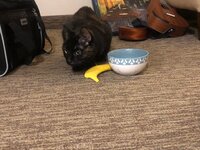 catnipbanana.jpg