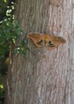 polyphemus moth.jpg