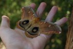 polyphemus moth2.jpg