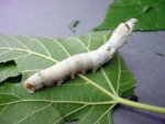 Silkworm-640x480.jpg