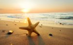 starfish_wallpapers_widescreen_hd_03-1024x640.jpg