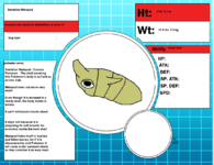 026 - Swrairian Metapod.png