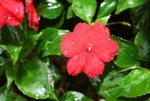 red_impatiens.jpg