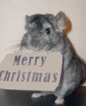 chinchilla-0112.jpg