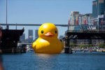 funny-rubber-duck.jpg