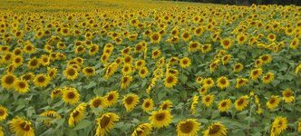 sunflowers.JPG