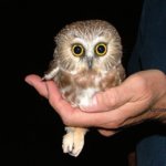 saw whet owl.jpg