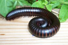 Millipede-2008-B-Helen-Dishaw-1024x681-1-768x511.jpg