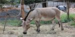 A_Zebroid.jpg