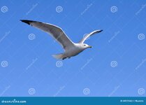 flying-seagull-6921563.jpg