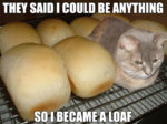 funny-cat-became-a-loaf-lolcat-pics.jpg