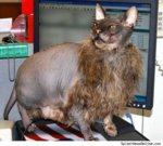 ugly-cat-3.jpg